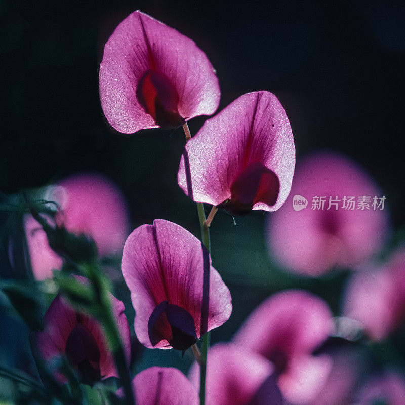 Lathyrus latifolius，多年生豌豆，多年生豌豆，阔叶长生豌豆，或只是长生豌豆，是豌豆科中一种强壮，蔓生的多年生草本开花植物。它原产于欧洲。